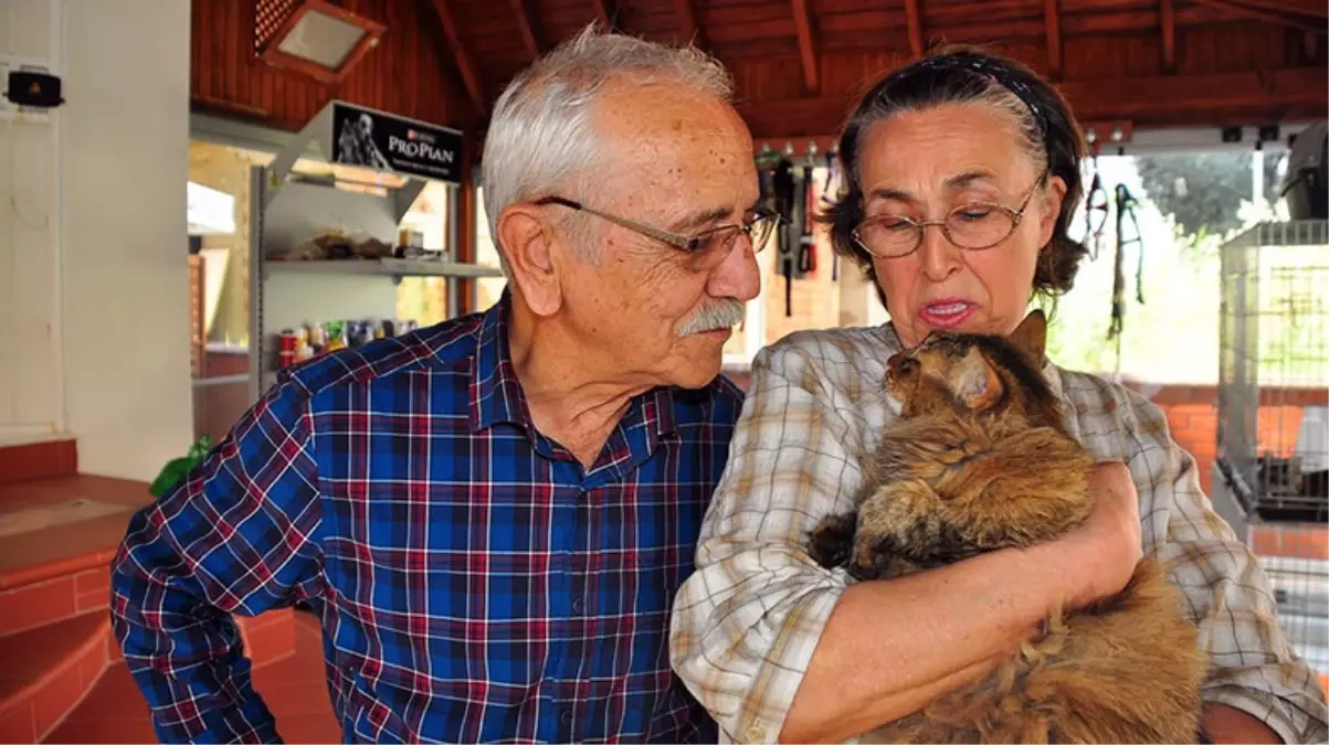 Kayıp Kedi Sosyal Medyadan Bulundu