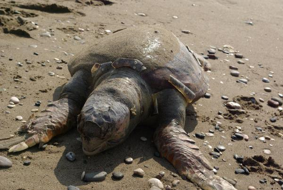 Mersin\'de 12 Ölü Caretta Caretta Sahile Vurdu