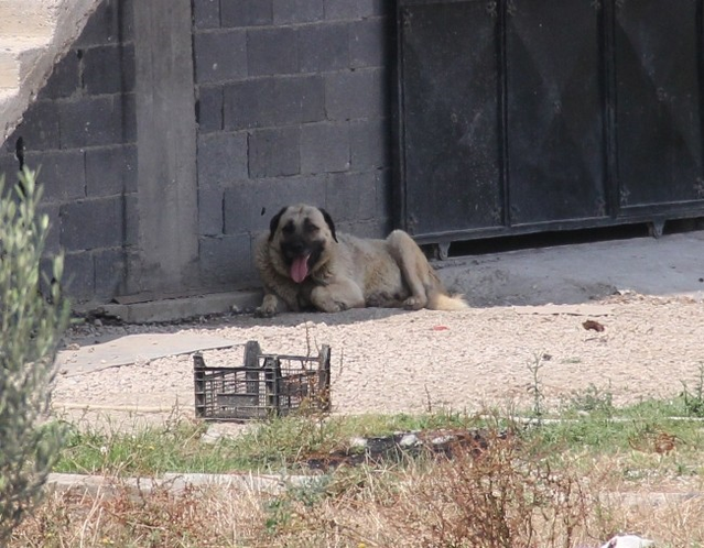Kangal Kopegi Bekciyi Hastanelik Etti Son Dakika
