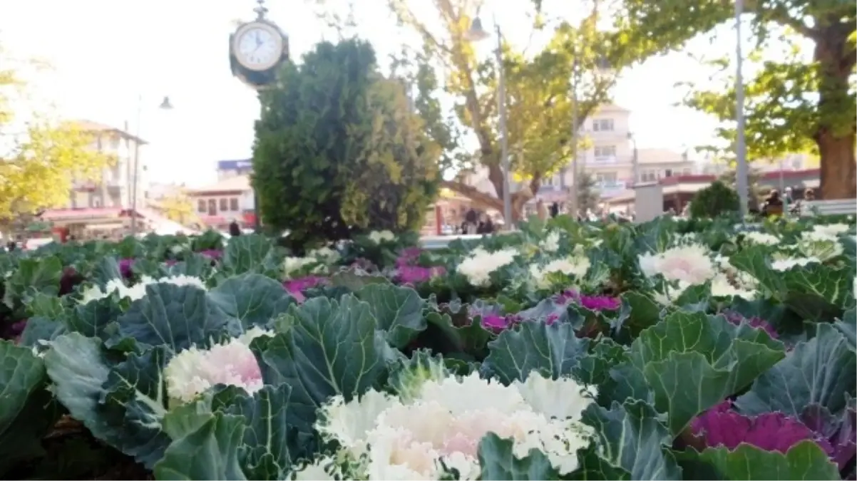 Çubuk'ta Parklar ve Caddeler Çiçek Açtı