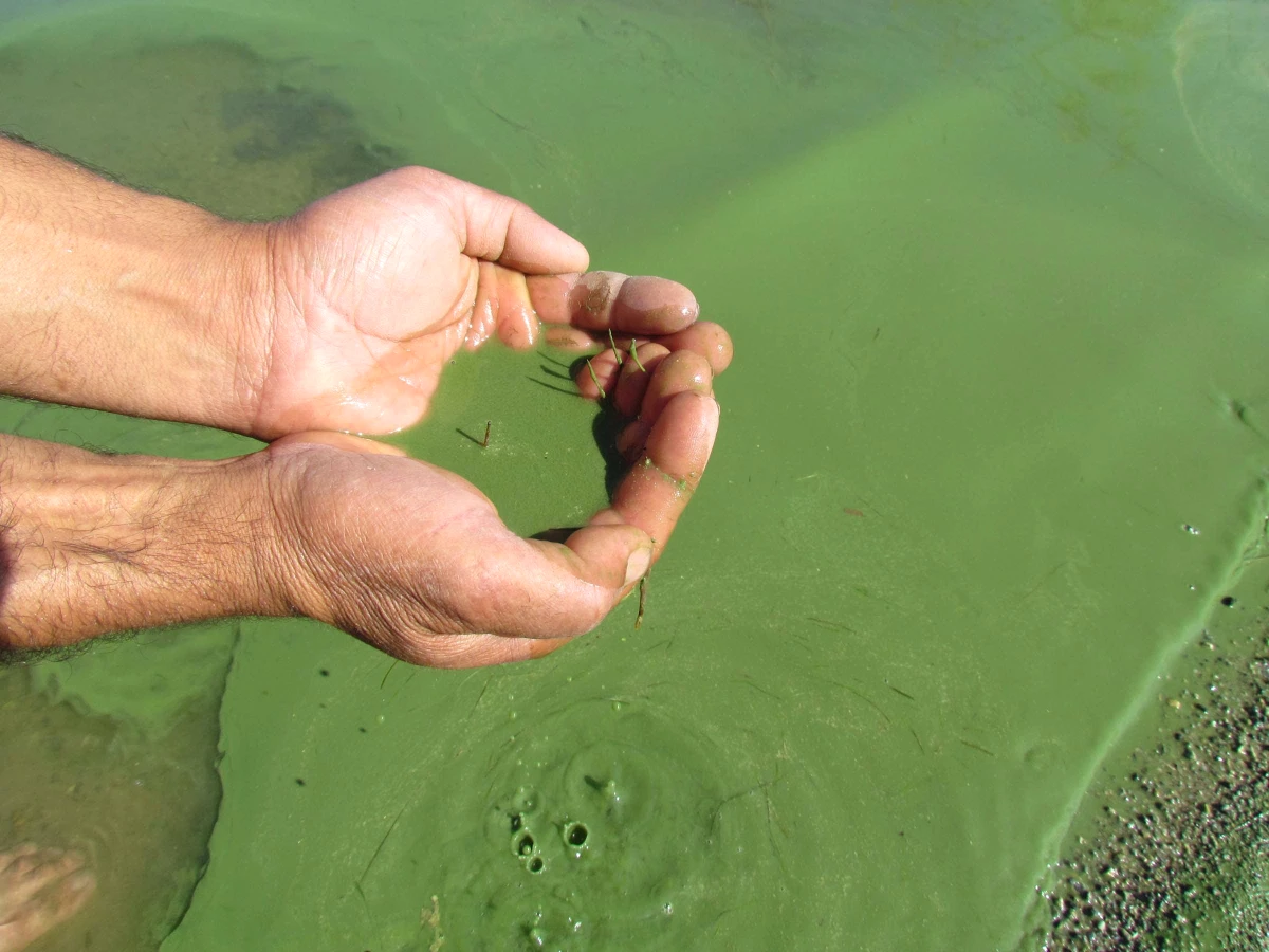 Bafa Gölü, Kirlilikten Yeşile Dönüp Köpürdü