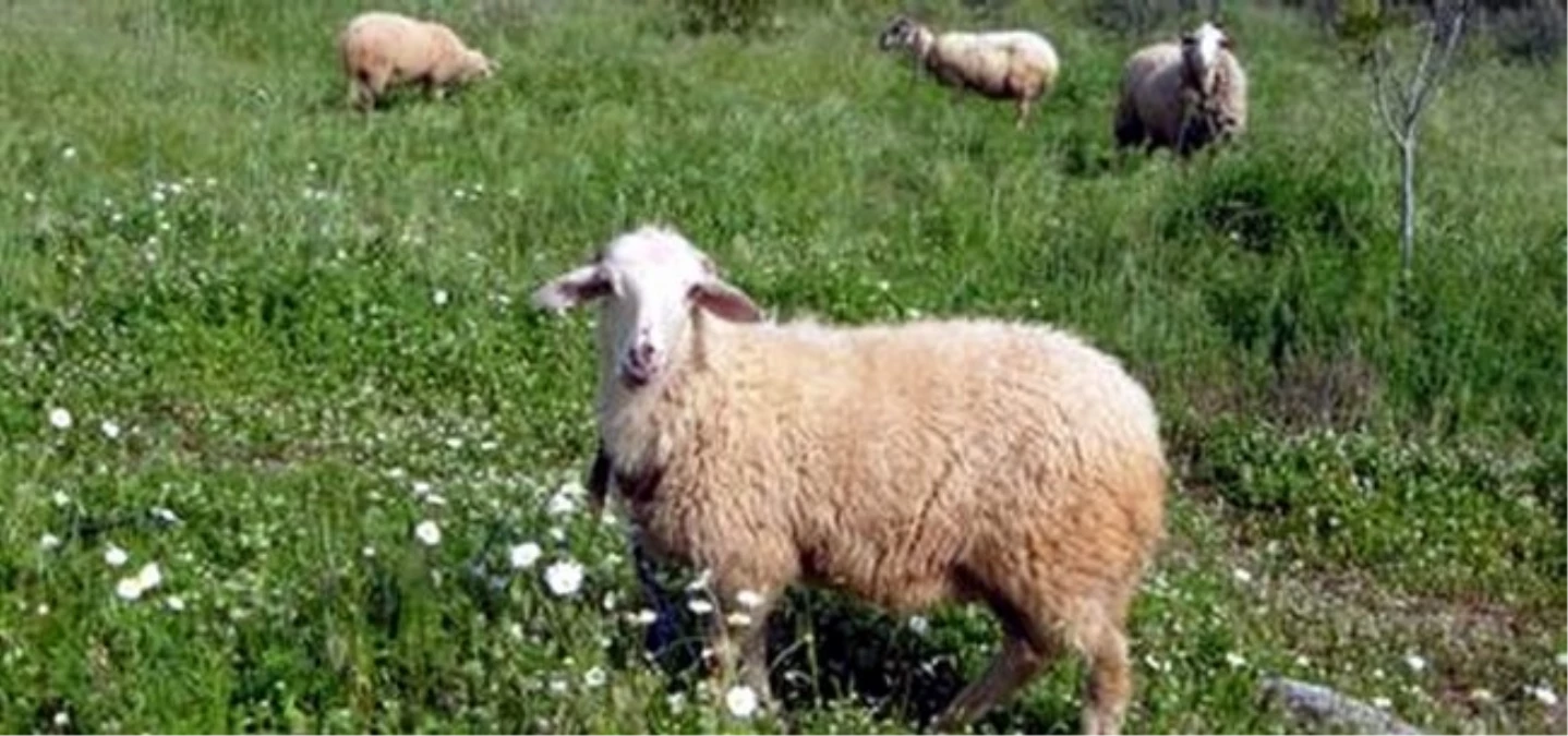 Aydın\'da Anaç Koyun Keçi Desteklemesi Hakedişleri Yapıldı