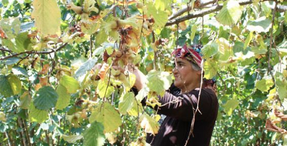 Çks Başvuru Süresinin Uzatılması