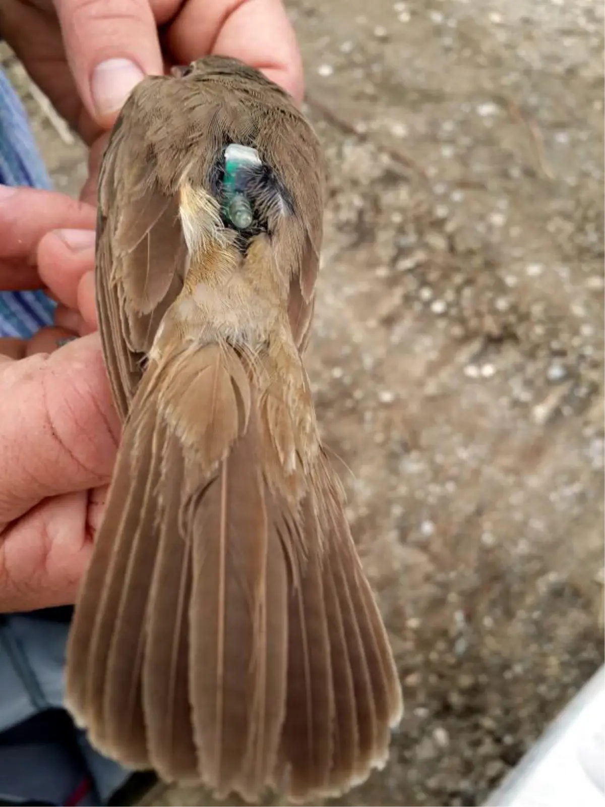 Kuşların Göç Yollarını Belirlemek İçin Cihaz Takıyorlar