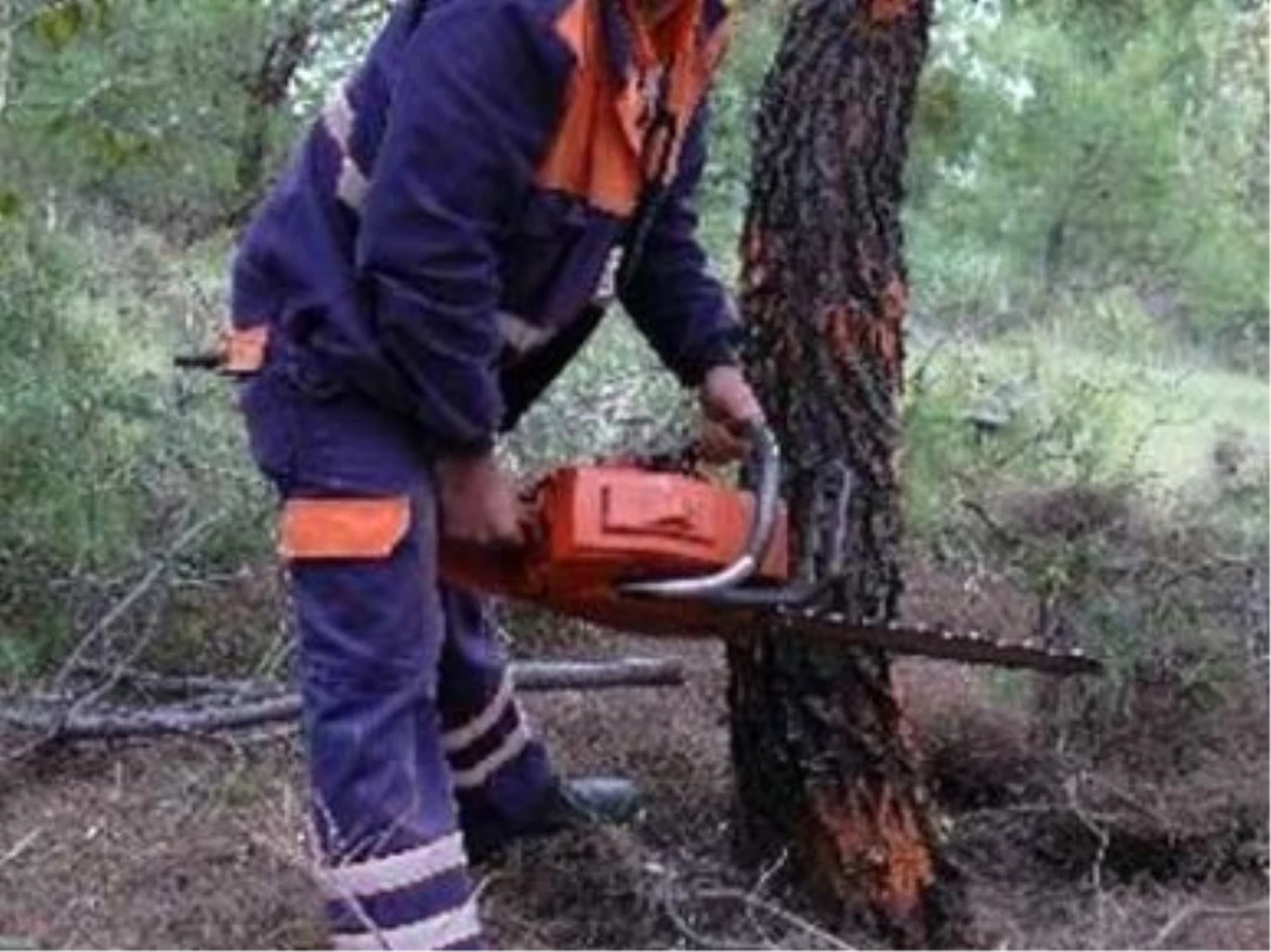 Kestiği Ağacın Altında Kalan Kişi Öldü