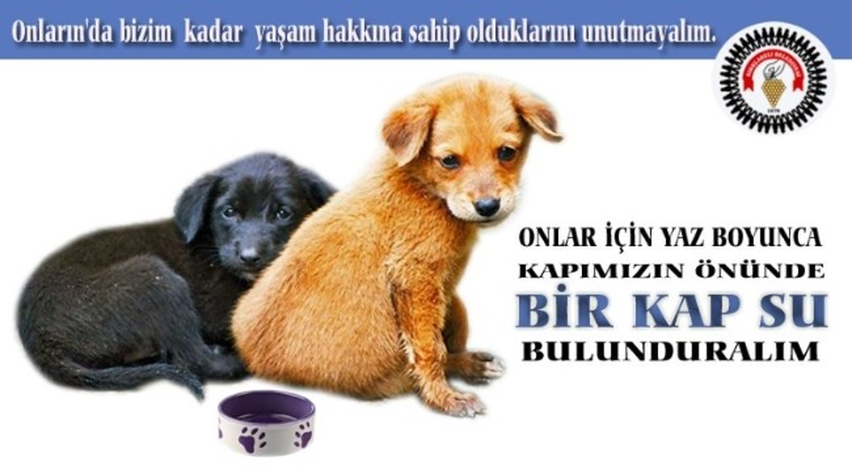 Kırklareli Sokak Hayvanlarına Sahip Çıkıyor