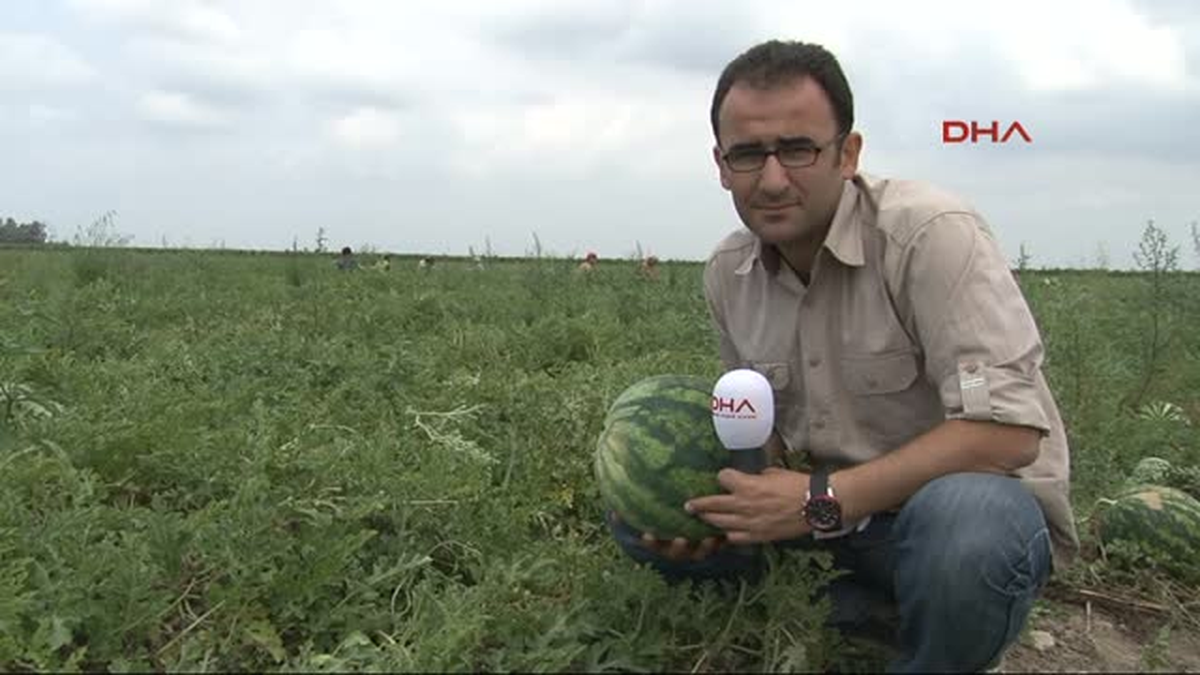 Adana\'da Turfanda Karpuz Hasadı