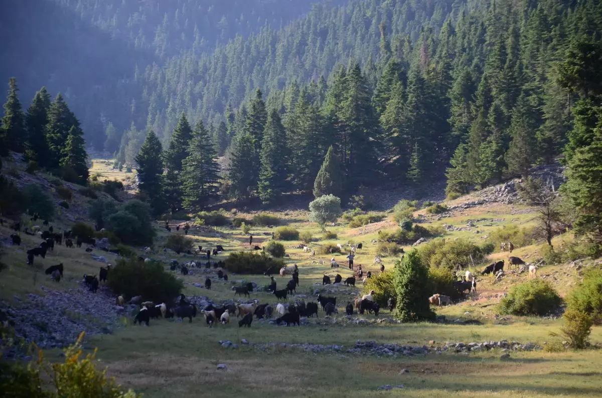 Akseki\'de Yörükler Yaylalara Yerleşti