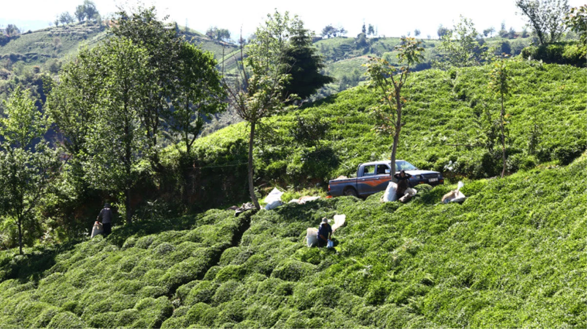 Çay Üreticisinin Derdi Kota