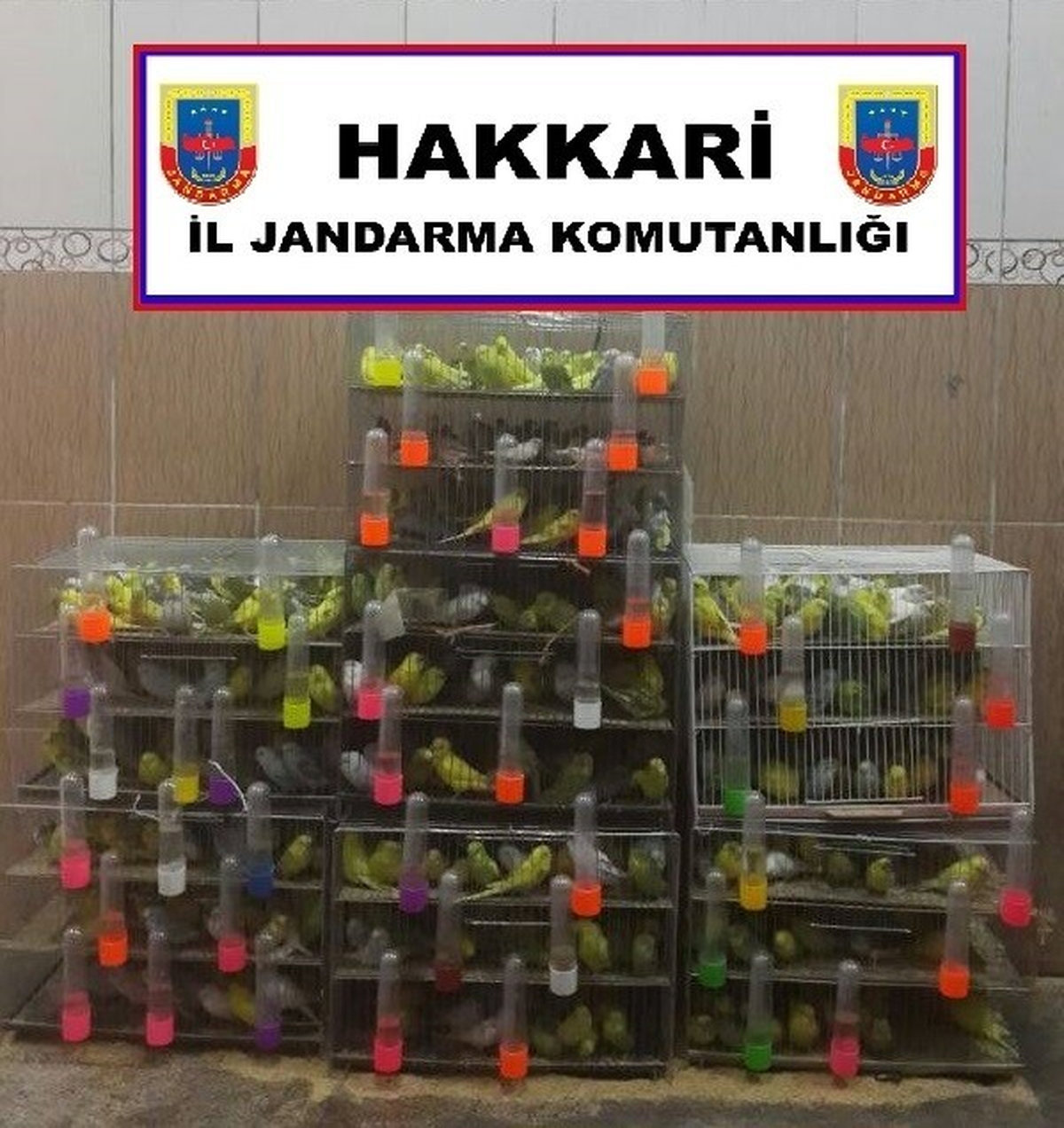 Hakkari\'de "Muhabbet Kuşu" Operasyonu