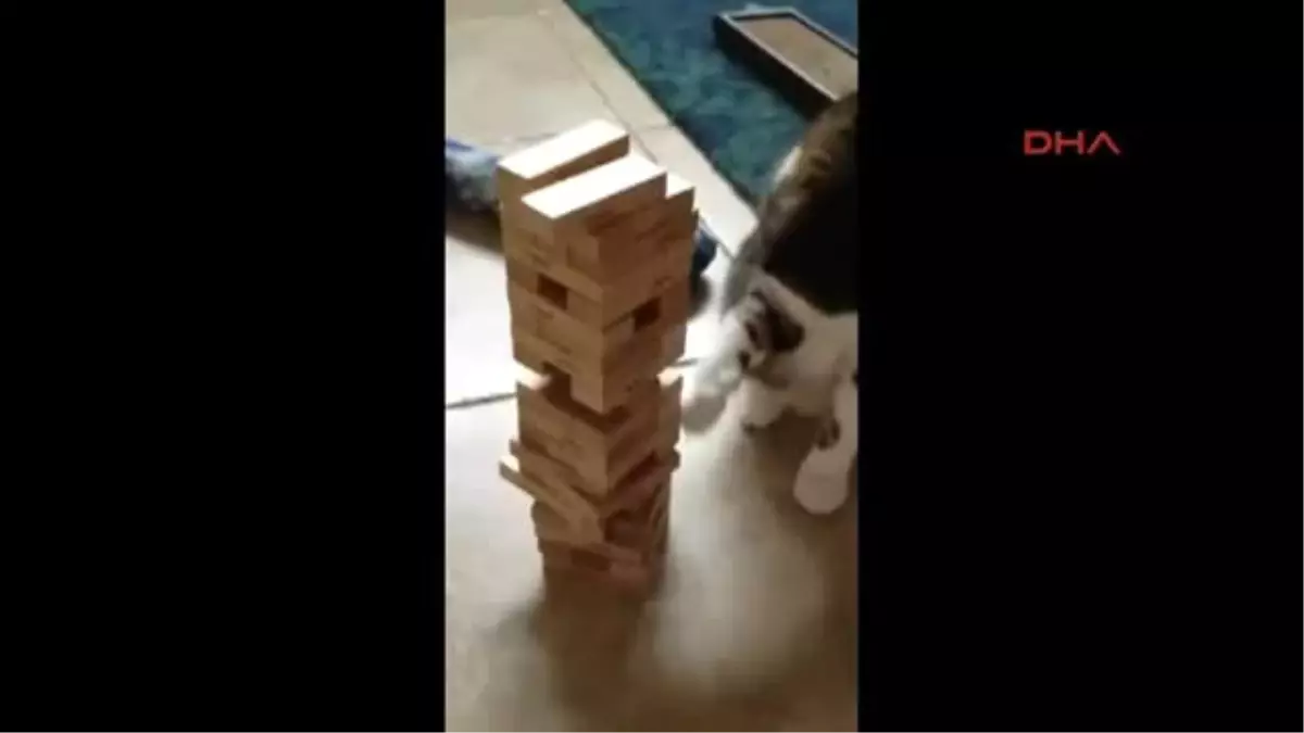 Jenga Oynayan Kedi