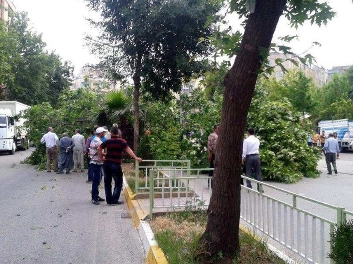 Kamyonun Çarptığı Ağaç Yola Devrildi