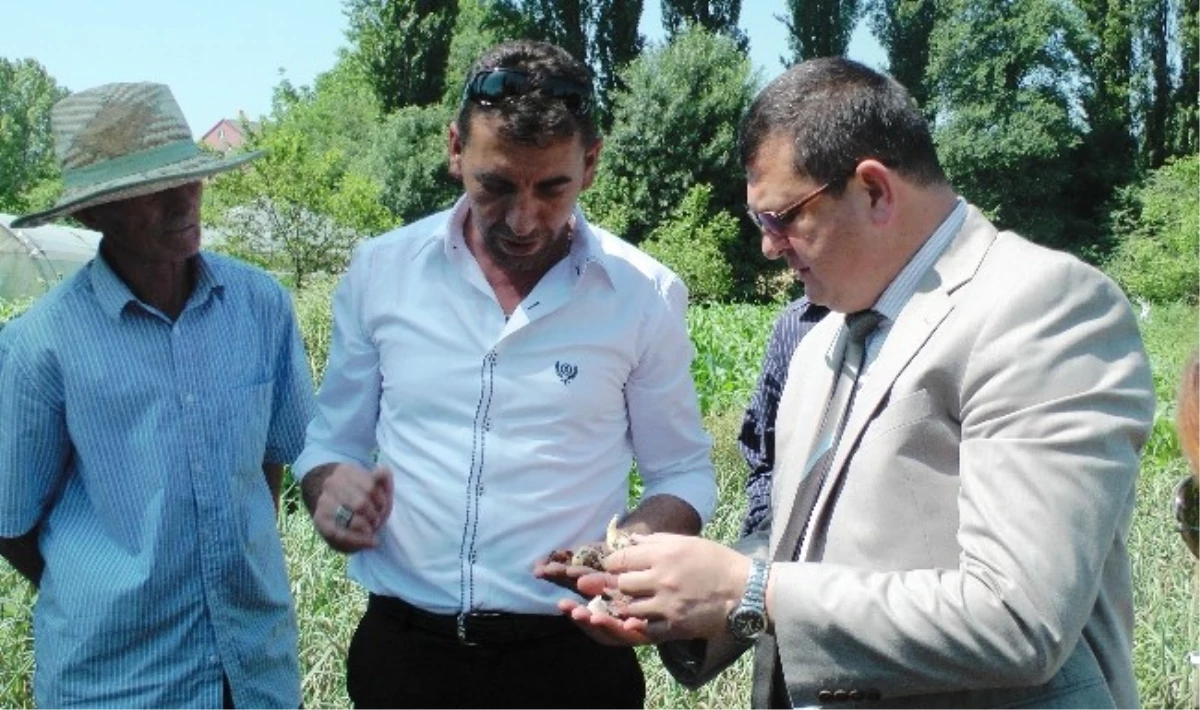 Zonguldak\'ta İlk Defa Üretilen Lale Soğanlarının Sökümü Yapıldı