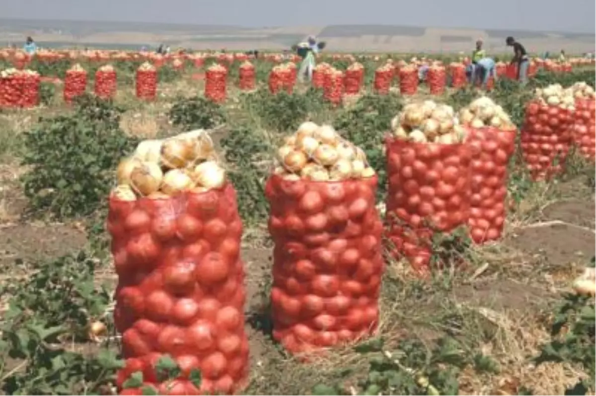 Tahıl Deposu Polatlı\'da Tarım İflasın Eşiğinde