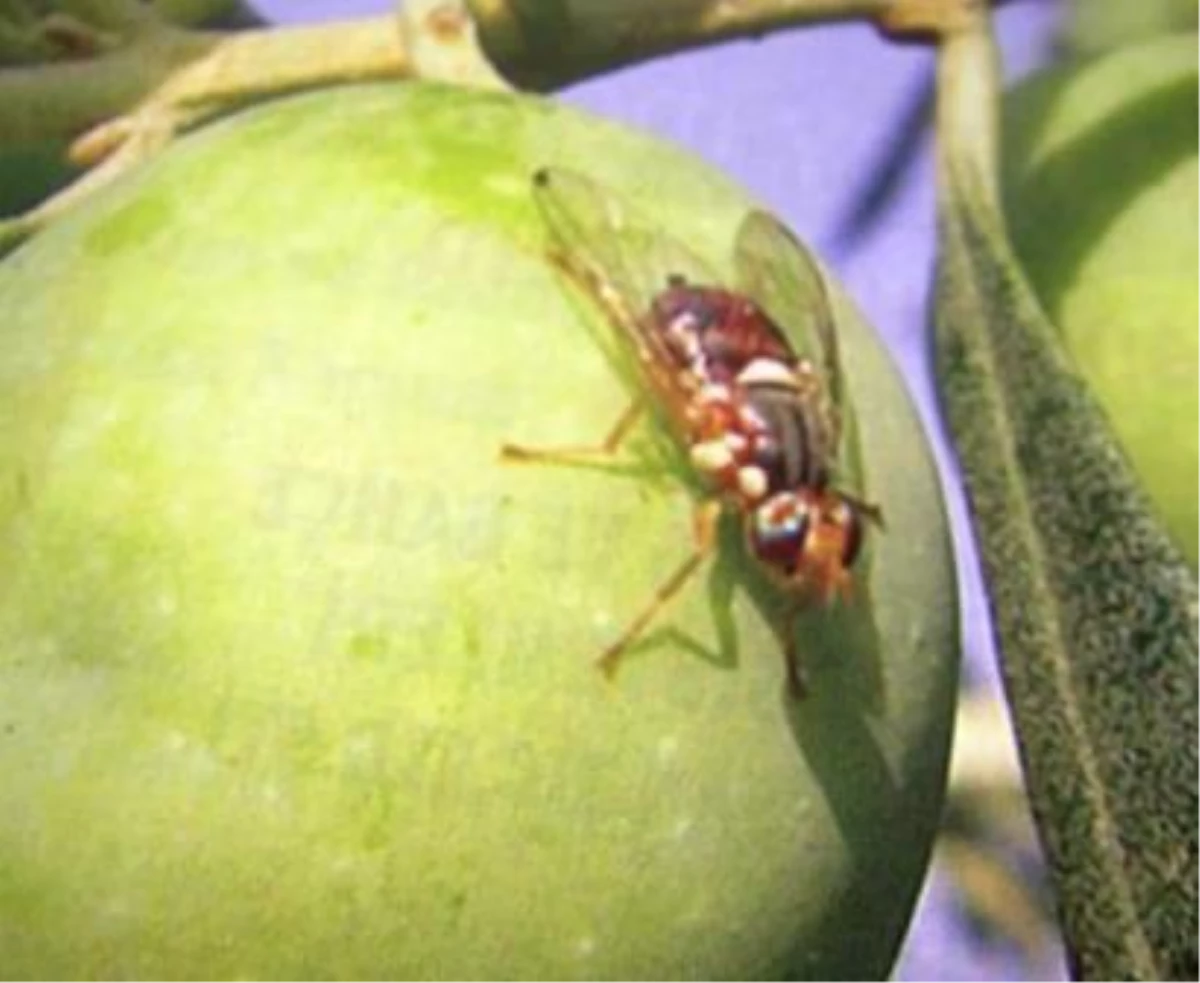 Zeytin Sineğine Karşı 800 Bin Dekar Alan İlaçlanacak