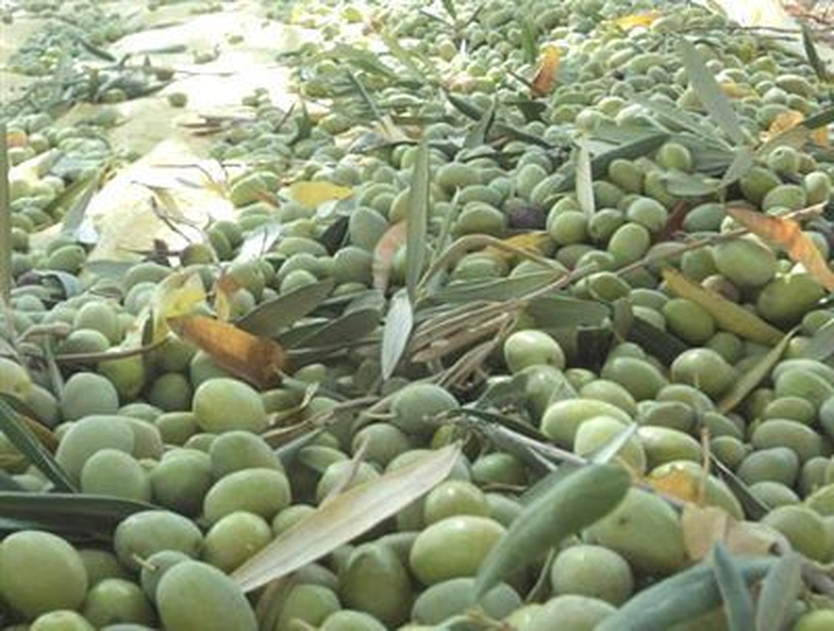 Zeytin Zararlıları ve Hastalıklarıyla Mücadele