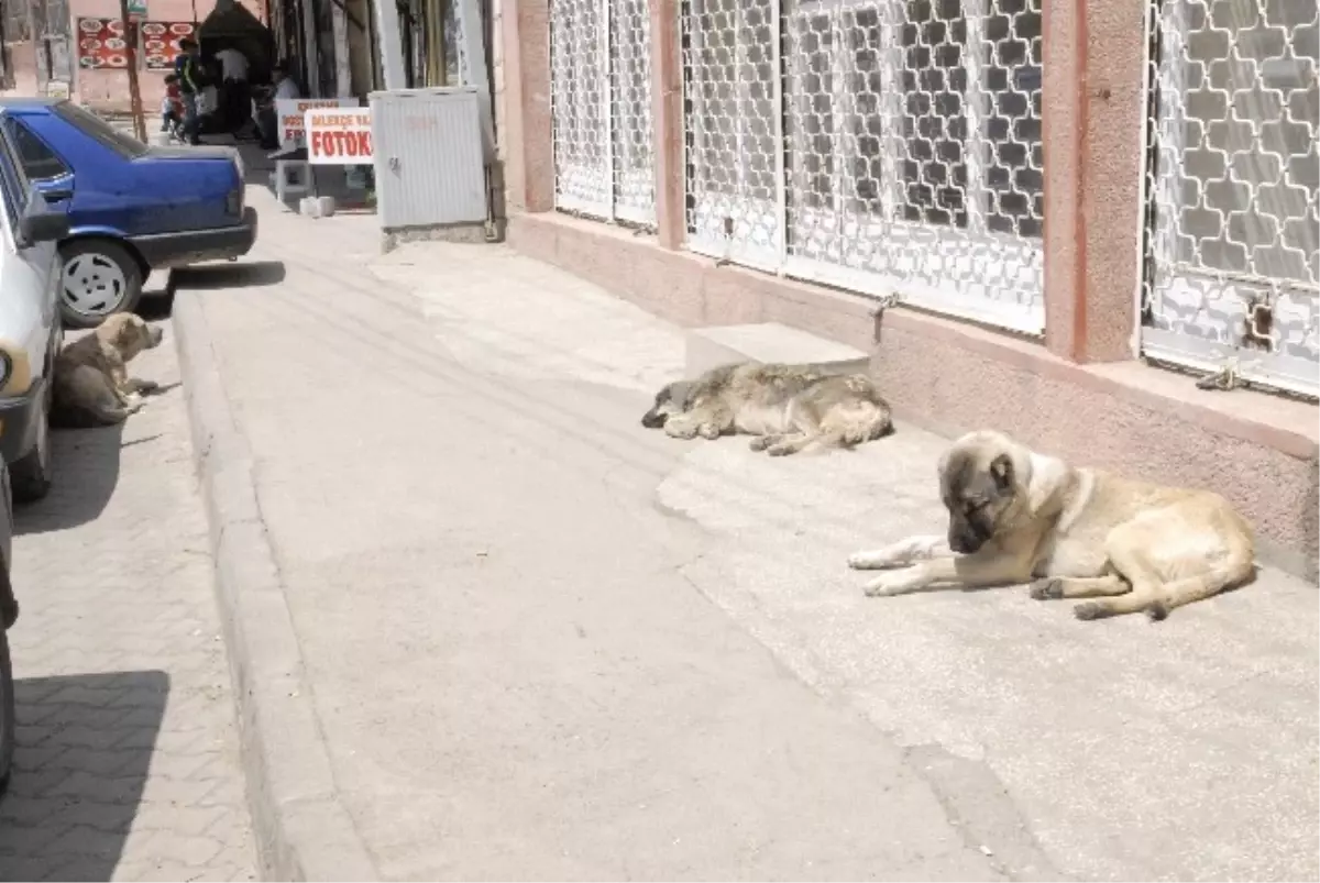 Başıboş Gezen Köpekler Vatandaşları Tedirgin Ediyor