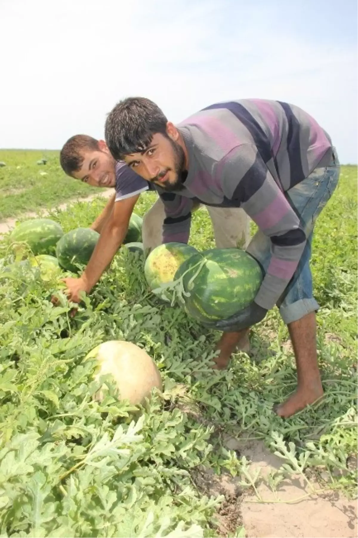 Buruk Karpuz Hasadı