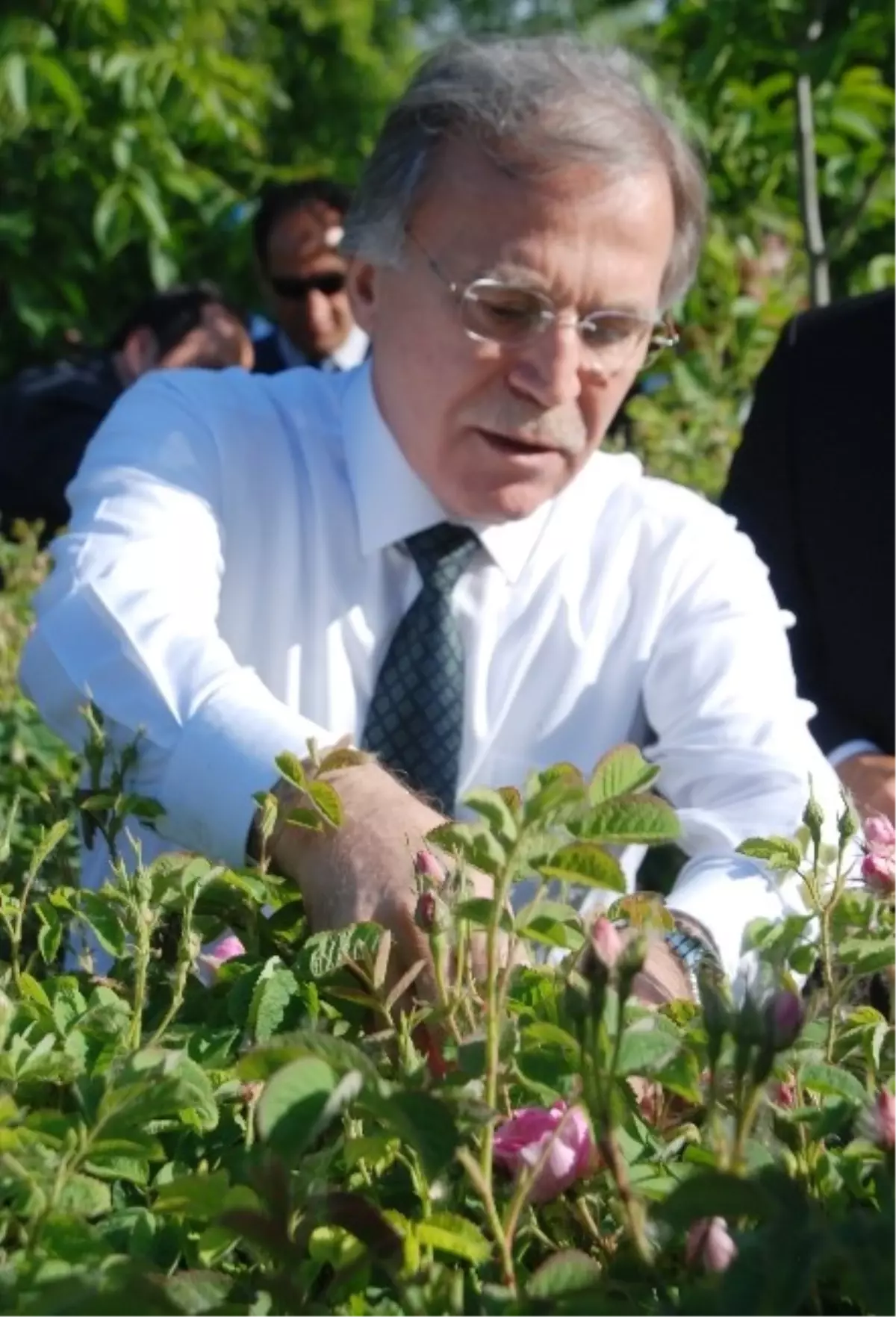 Mehmet Ali Şahin Isparta Gülü Topladı