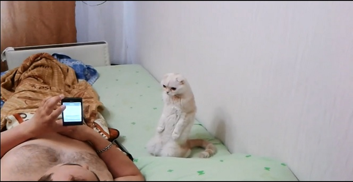 Rusya Milli Marşı'nda Hazır Ola Geçen Kedi