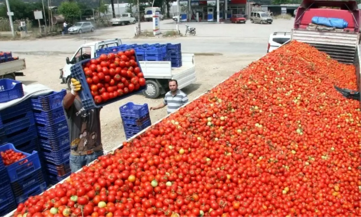 Ucuzlayan Domates Salça Oluyor