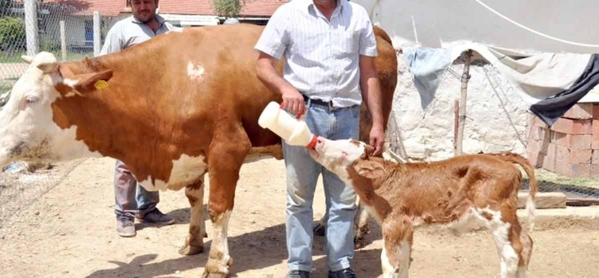 Muş\'ta 150 Buzağıyı Biberonla Besliyorlar