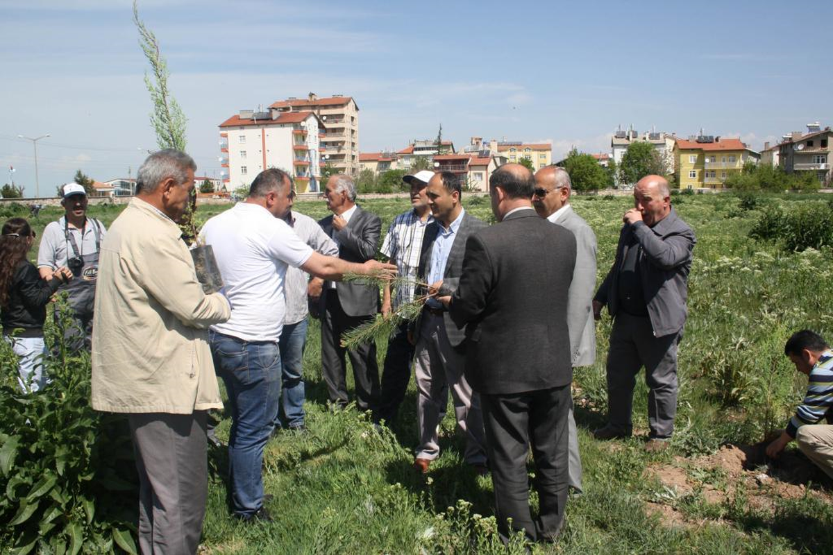 Beyşehir'de 2 Bin Sedir Fidanı Toprakla Buluşturuldu