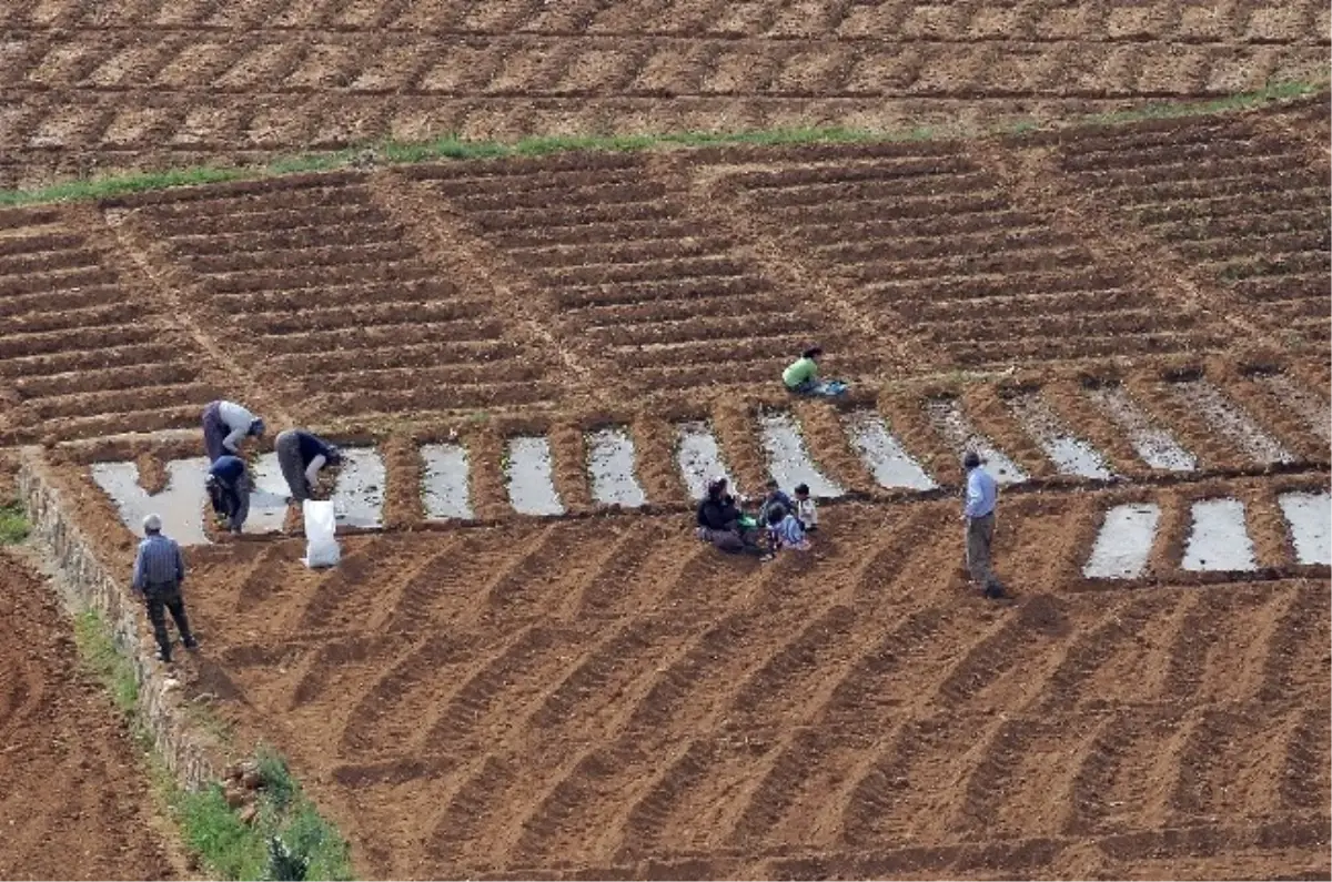 Çelikhan\'da Tütün Dikimi Başlandı