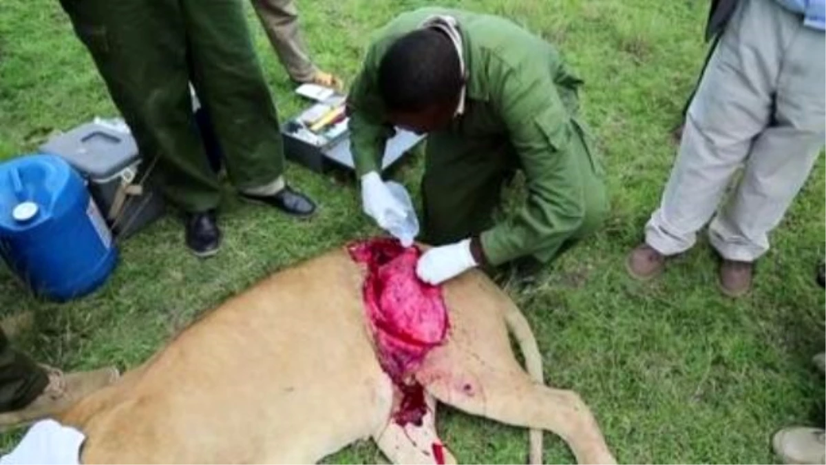 Des Vétérinaires Soignent Une Lionne Gravement Blessée Par Un Buffle