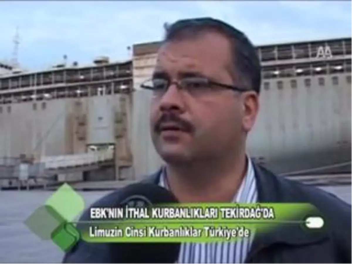 Ebk\'nın İthal Kurbanlıkları Tekirdağ\'da 27.10.2011