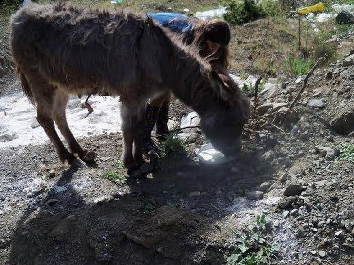 Turhal\'da Ölmek Üzere Olan Eşeğe Hayvanseverler Sahip Çıktı