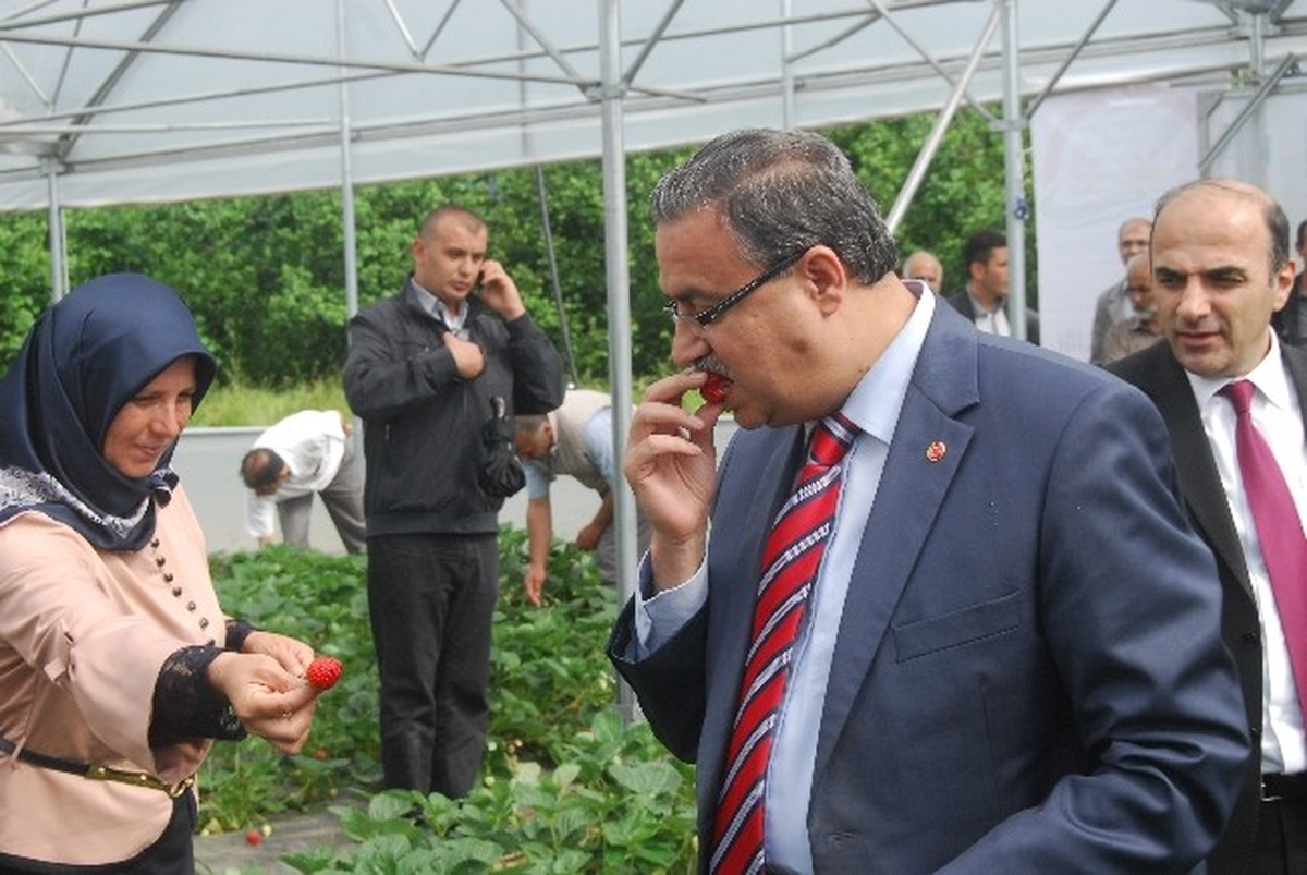 İkincilik Meyvelerini Verdi