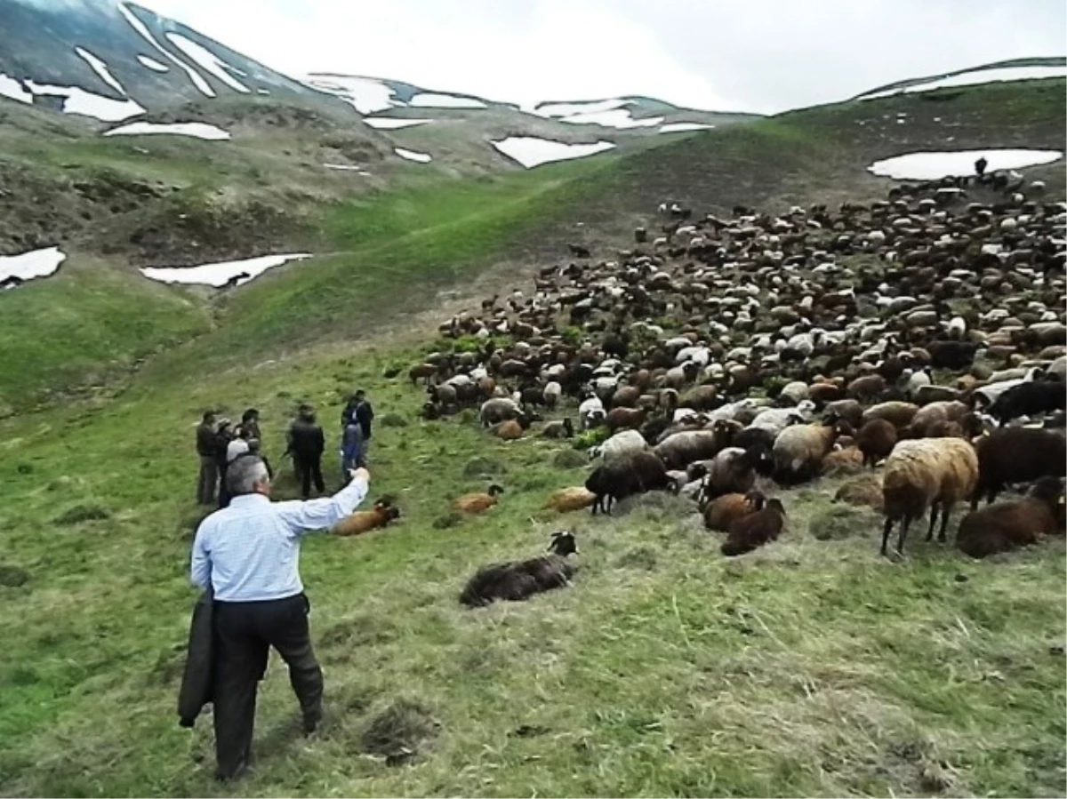 Kaçak Koyun Sürüleri Posof Halkını Ayaklandırdı