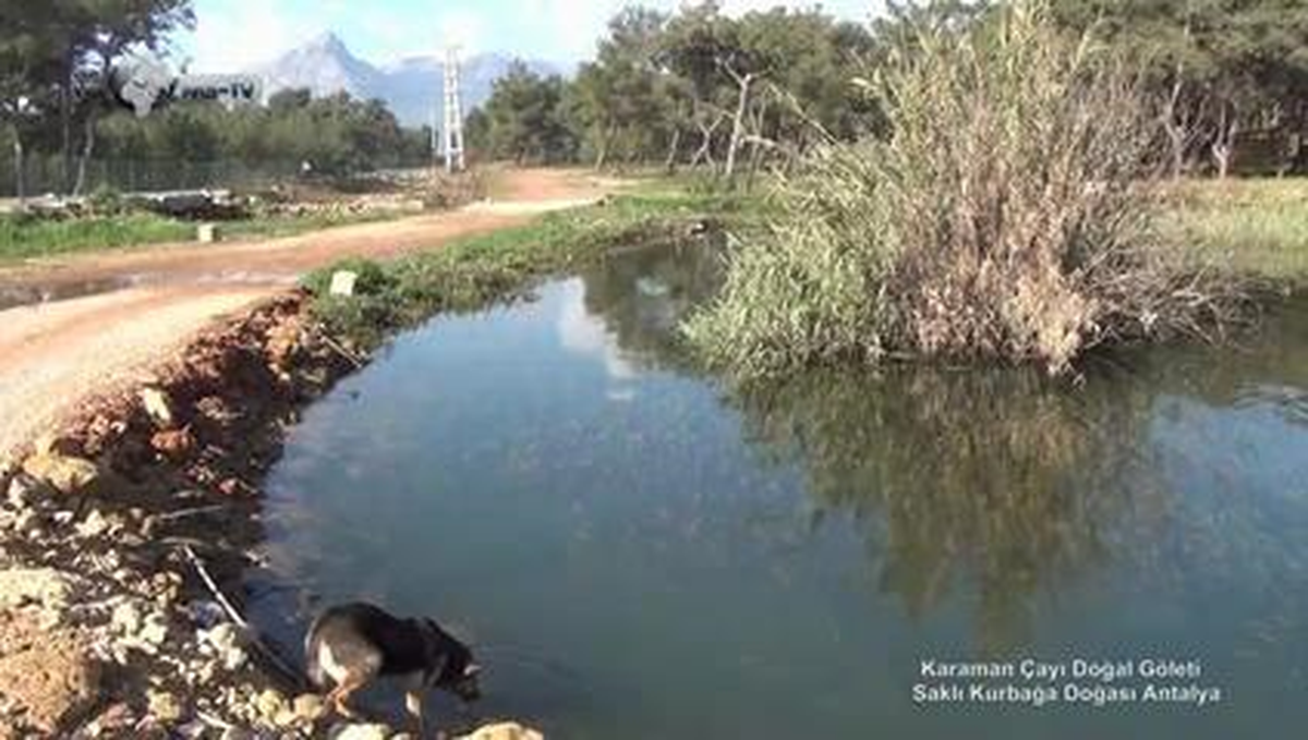Karaman Çayı Doğal Göleti Saklı Kurbağa Doğası Antalya Karaman River Natural Pond, Hidden Frog...