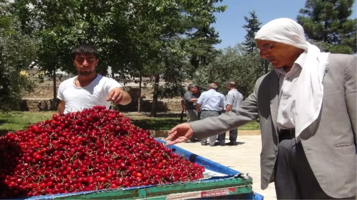 Mardin Yeni Mahsul Kirazı Görücüye Çıktı