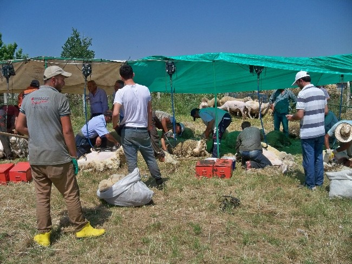Malkara\'da Koyun Kırkma Sezonu Başladı