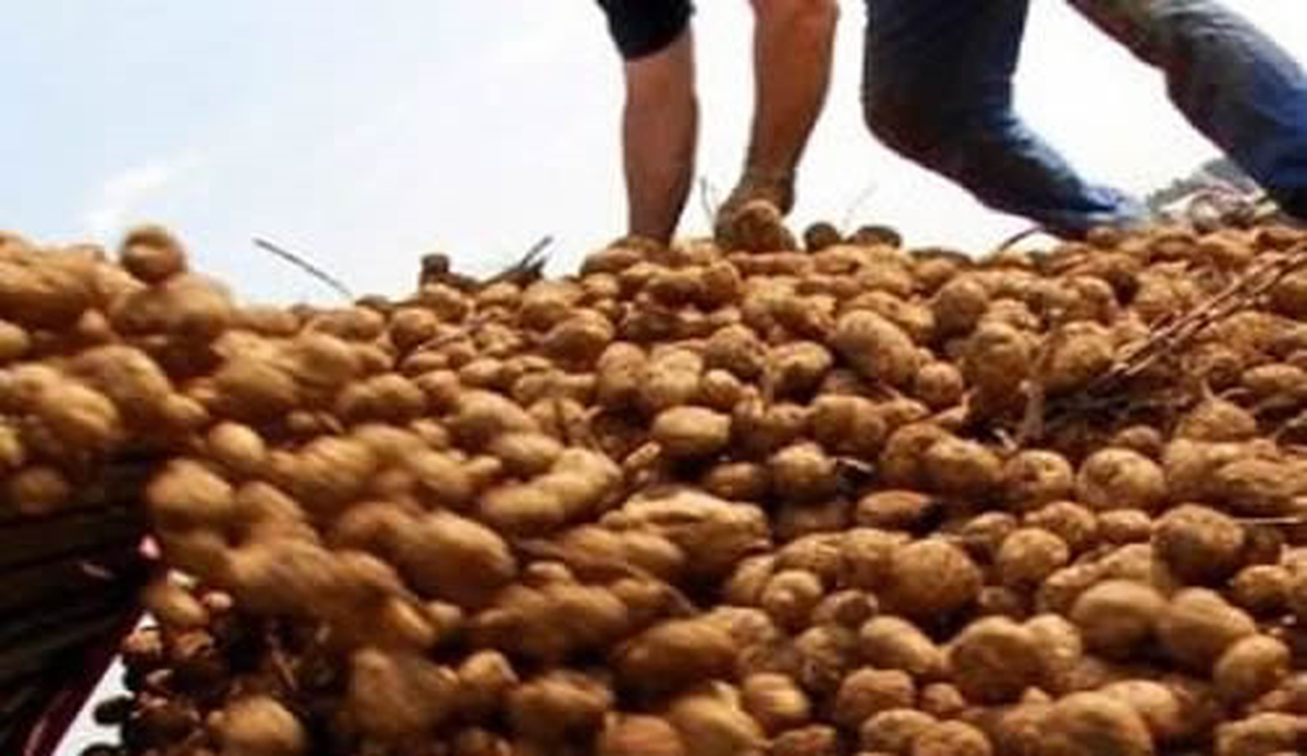 Patates Üreticilerinden Fiyatlarda Yapılandırma Talebi