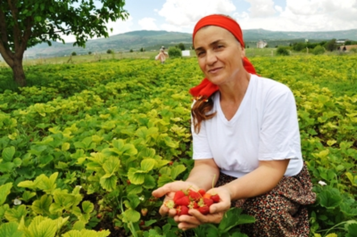 Tuncelili Kadın Girişimciden Çilek Üretimi