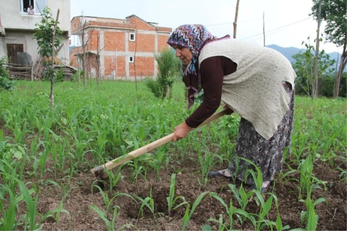 Bu Köyde Soğan, Biber ve Sarmısak Yetiştirmek ve Tavuk Beslemek Yasak