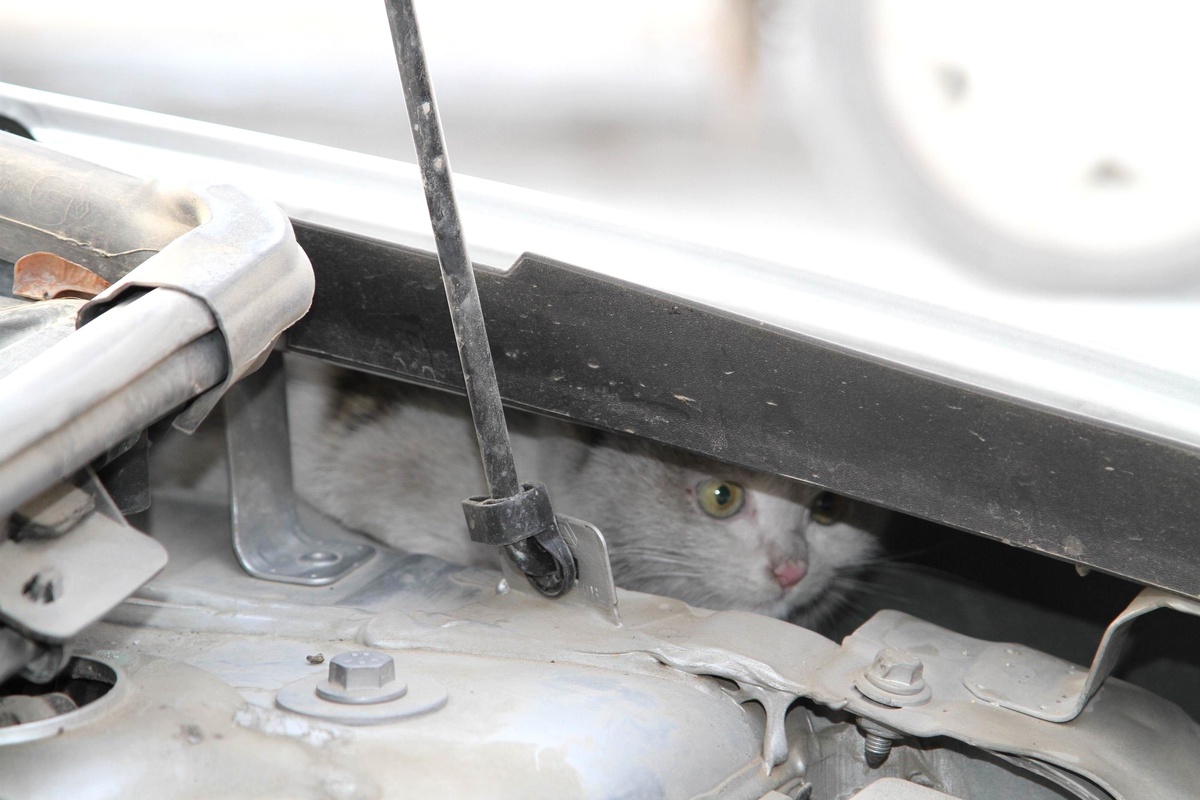 Otomobilin Motor Kısmına Sıkışan Kediyi Polisler Kurtardı