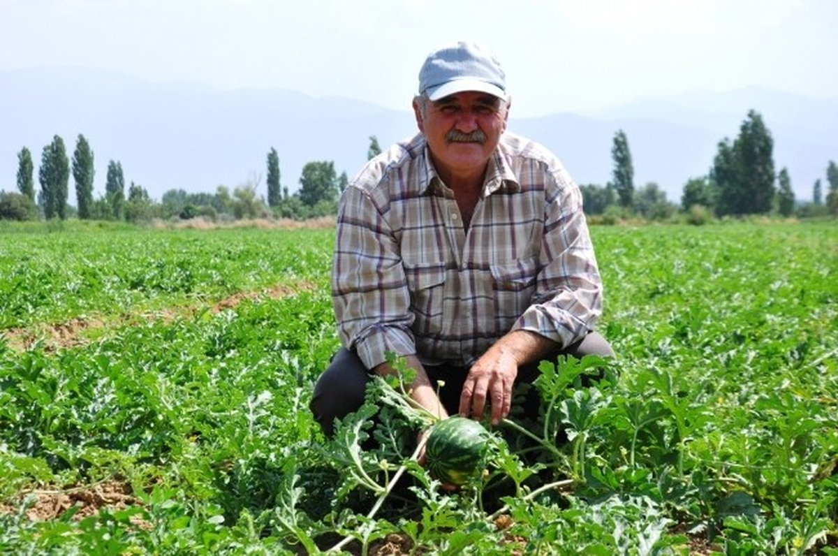 Ödemiş Karpuzu 2 Haftaya Kadar Piyasada