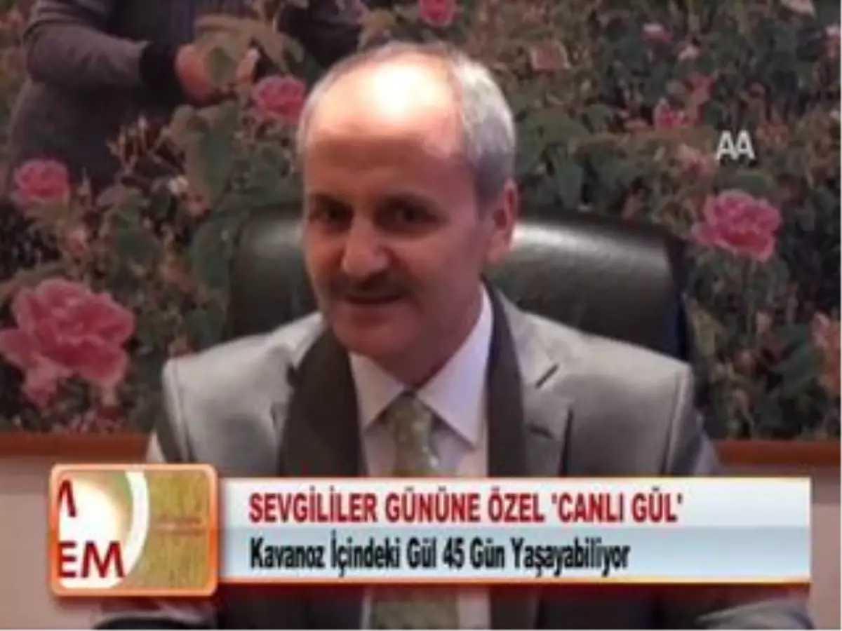 Sevgililer Gününe Özel Canlı Gül 02.02.2012