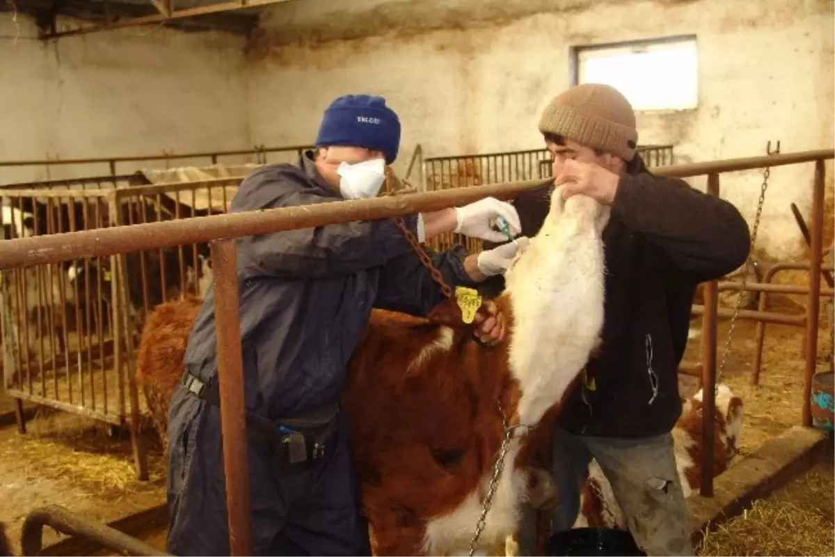 183 Bin 817 Büyükbaş Hayvana Şap Aşısı Yapıldı