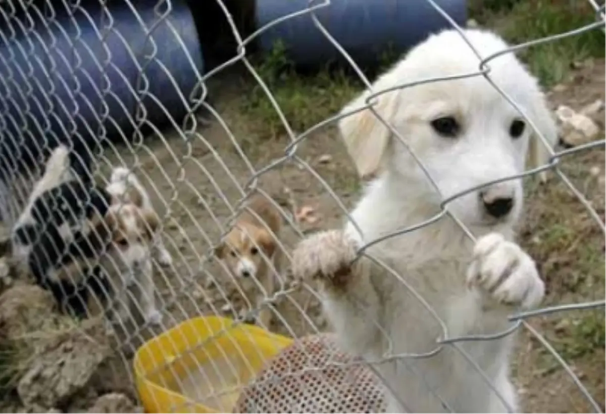 Abant Parkı\'na Köpek Bırakılıyor İddiası