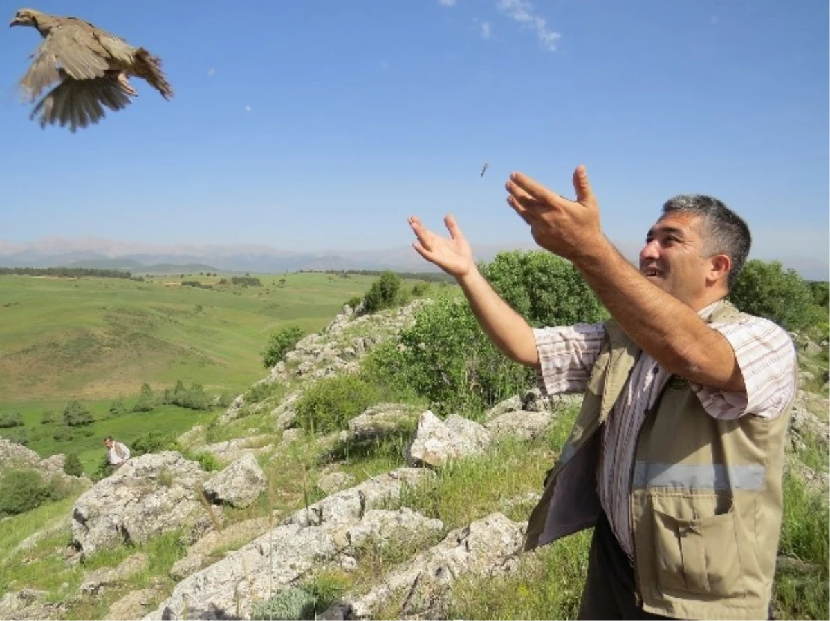 Kınalı Keklikler Doğayla Buluştu