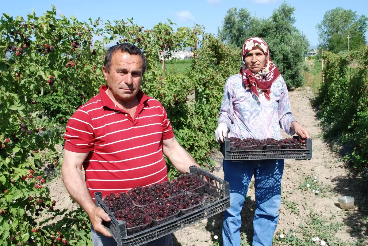 Osmaniye\'de Erkenci Böğürtlen, Üreticisinin Yüzünü Güldürdü