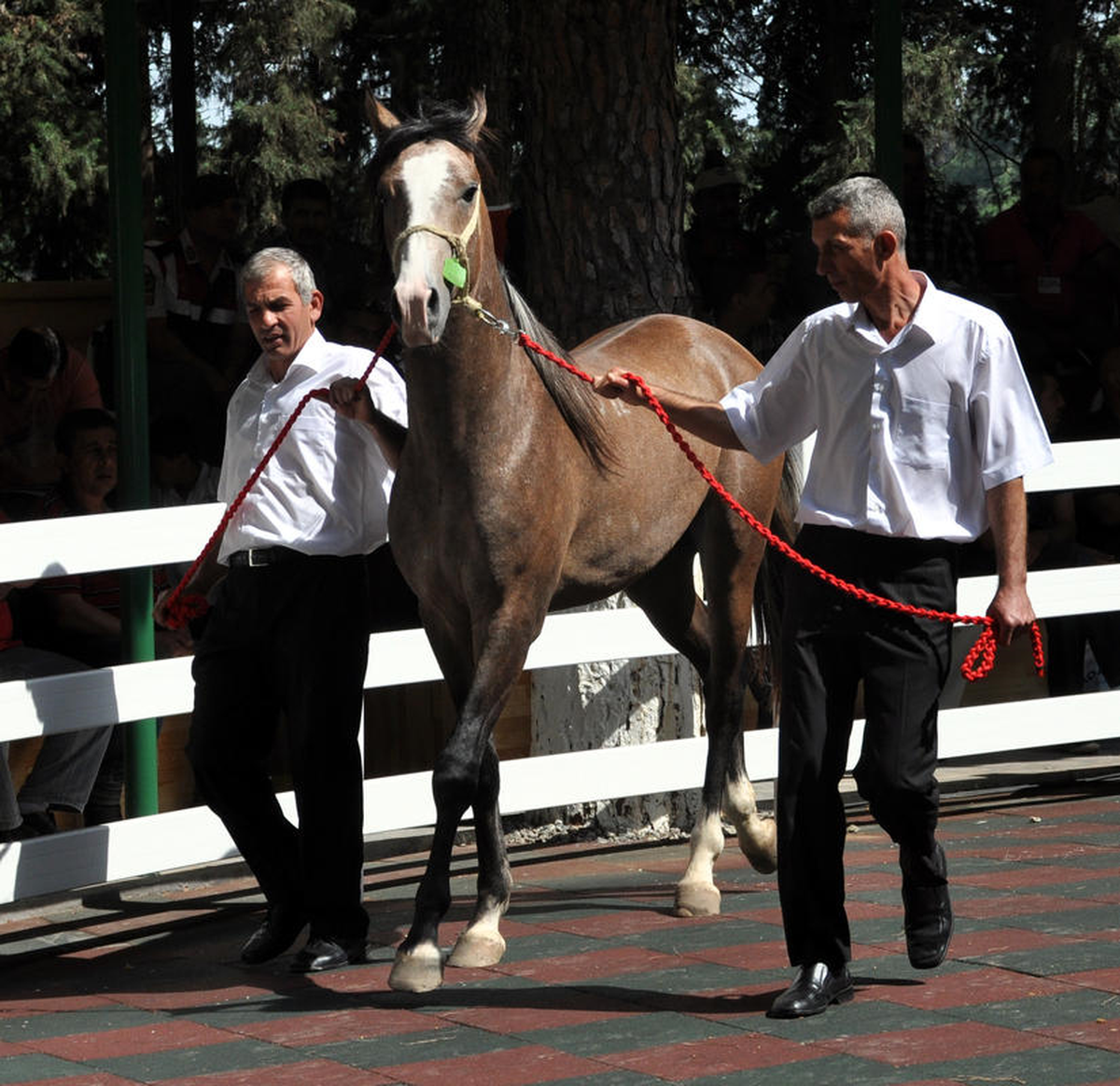 Karacabey\'de İhaleyle Arap Tayı Satışı