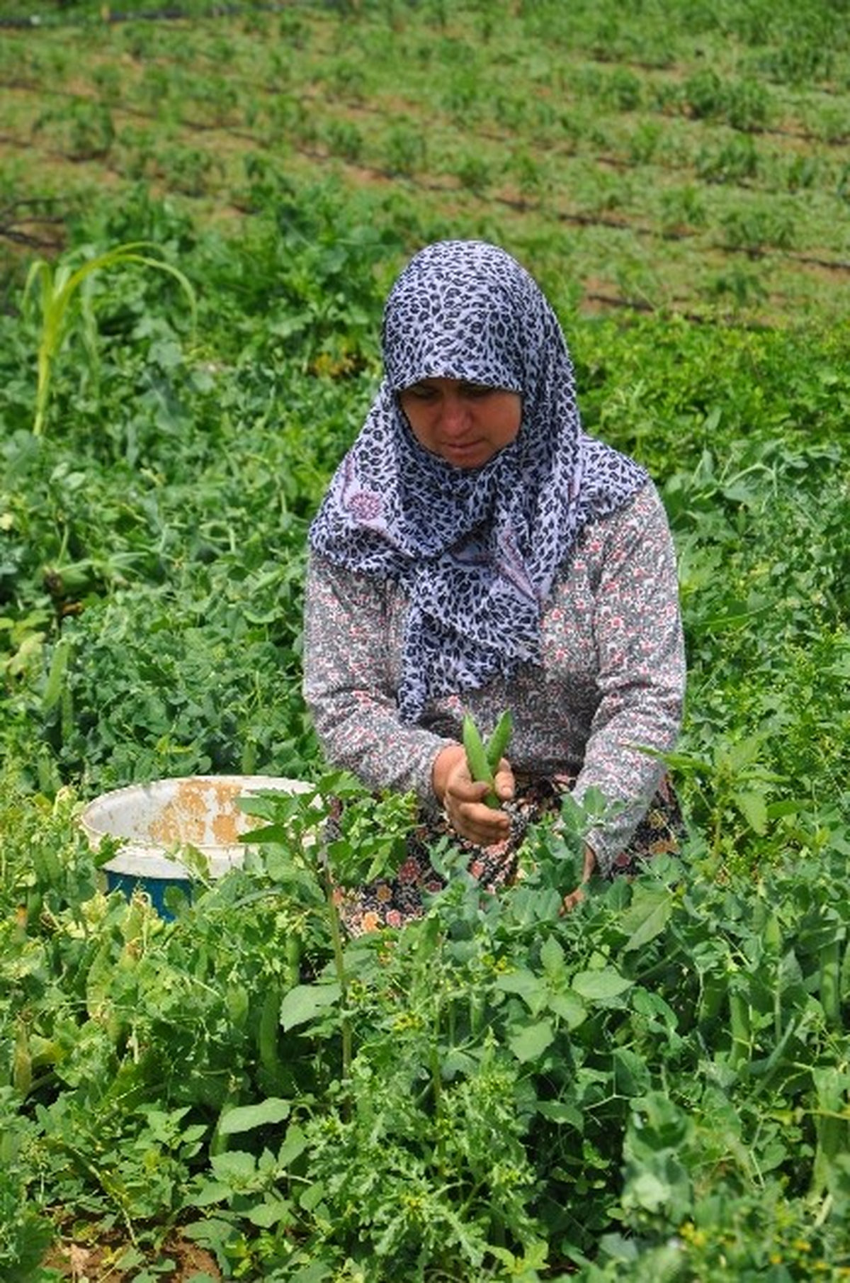 Değişen Hava Şartları Çiftçiyi Vurdu