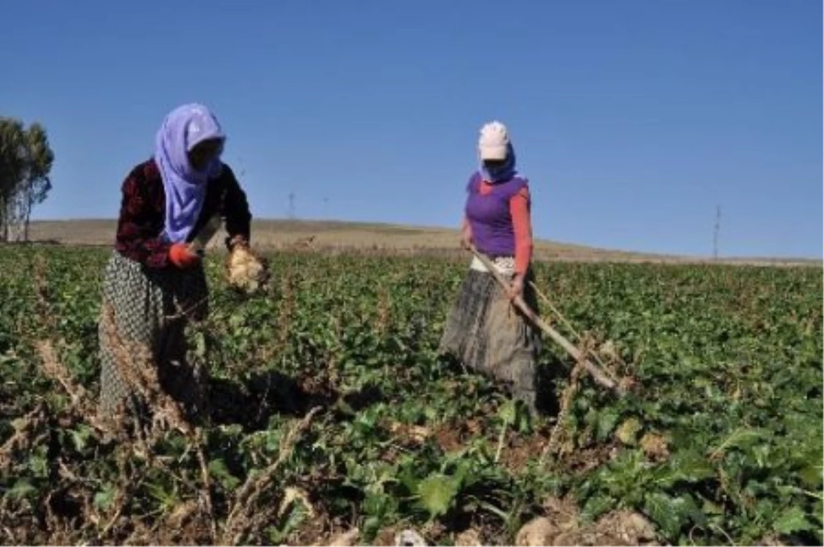Pancar Çiftçisine 122 Milyon Lira Avans Ödenecek