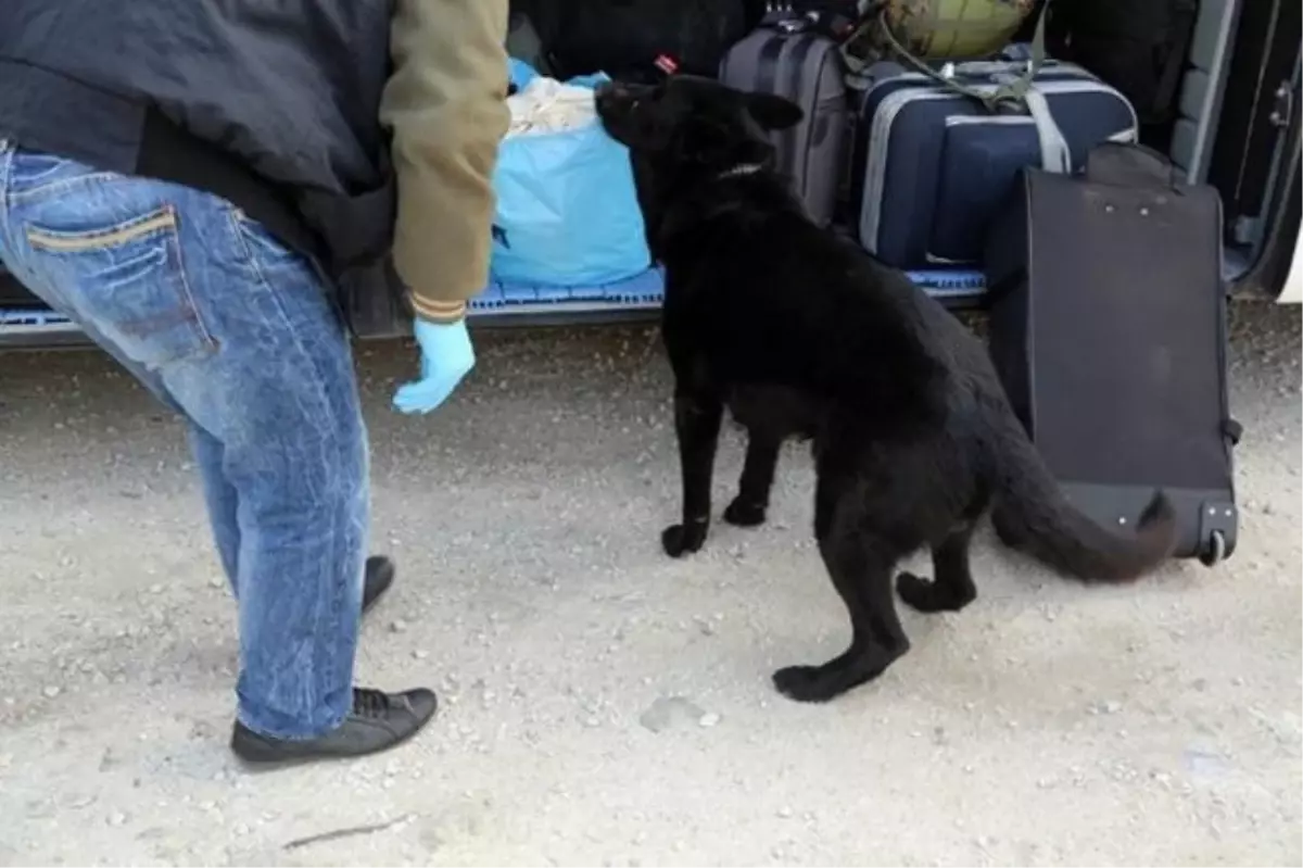 Şüpheliyi Narkotik Köpeği \'Asi\' Ele Verdi